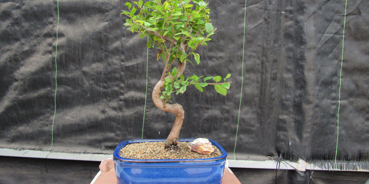 Sweet Plum Bonsai Tree
