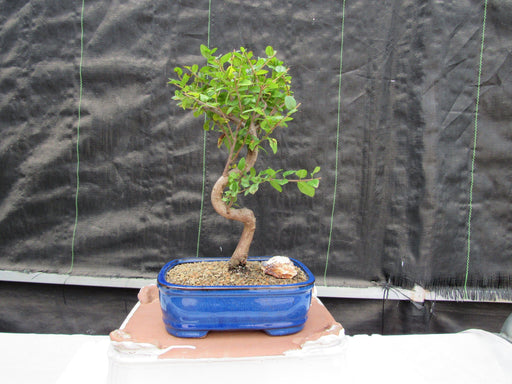 Sweet Plum Bonsai Tree - Large Curved Trunk Style