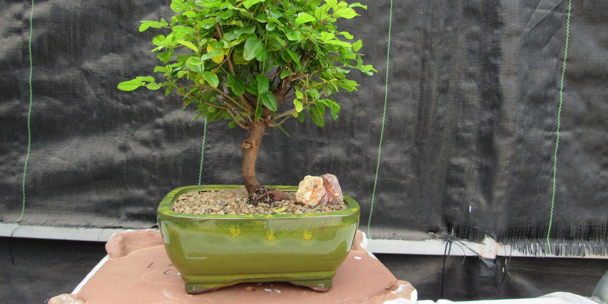 Sweet Plum Bonsai Tree