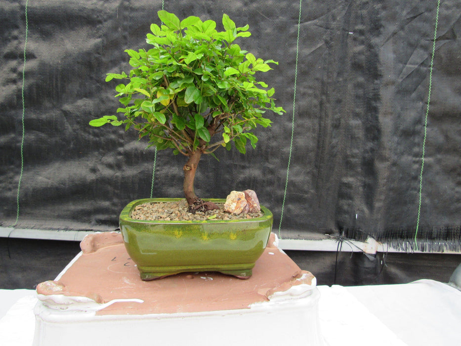 red plum bonsai tree Sweet Plum Bonsai Tree