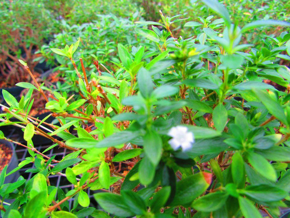 Flowering Thousand Star Serissa Exposed Root Bonsai Tree