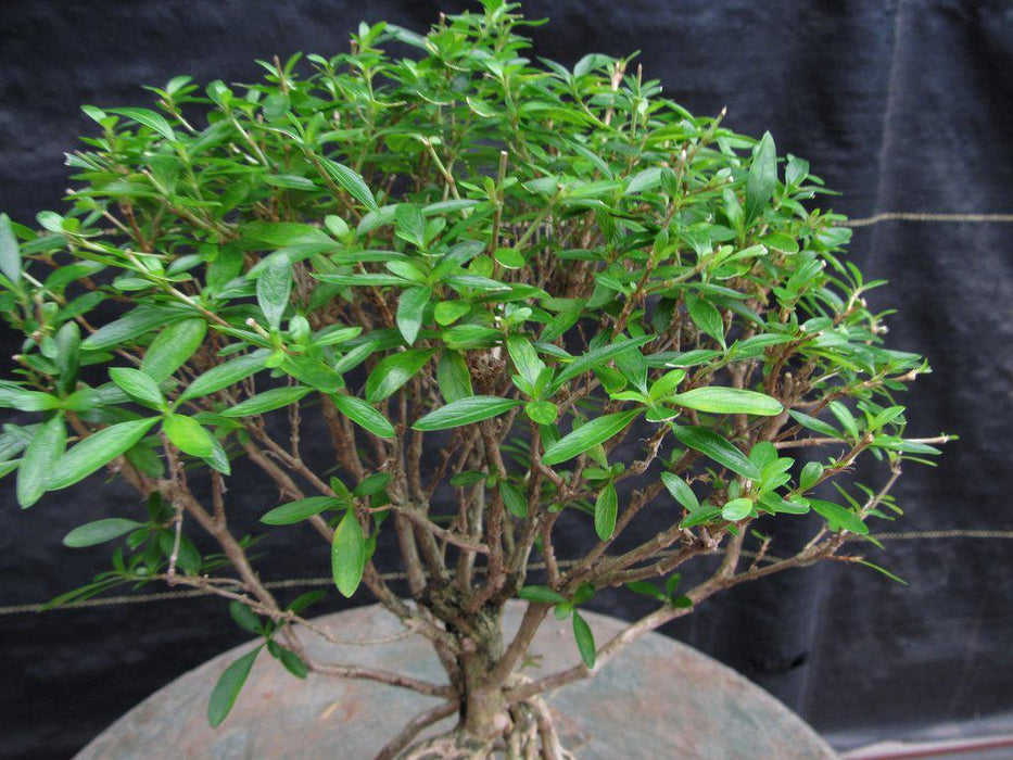 Thousand Star Serissa Exposed Root Bonsai Tree Canopy
