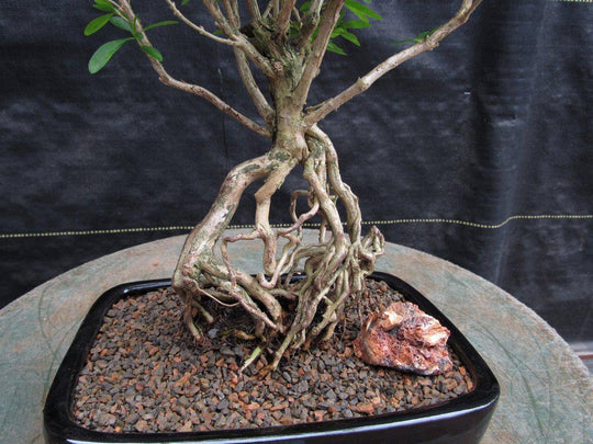 bonsai tree sprouts Thousand Star Serissa Exposed Root Bonsai Tree