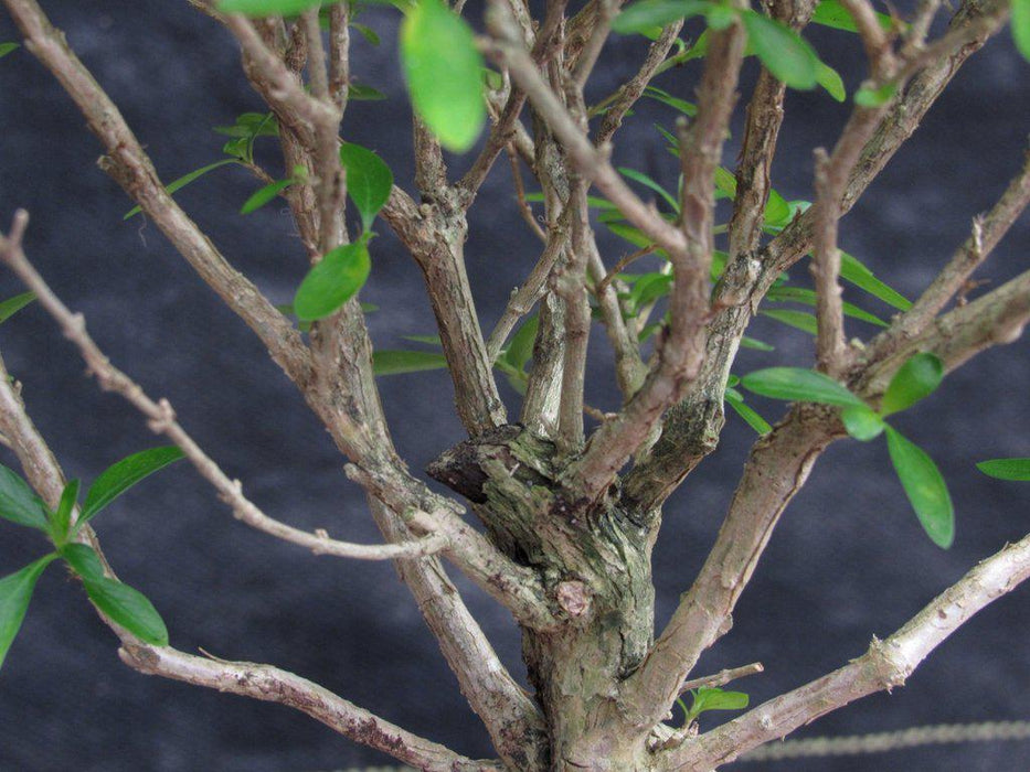 Thousand Star Serissa Exposed Root Bonsai Tree Branches