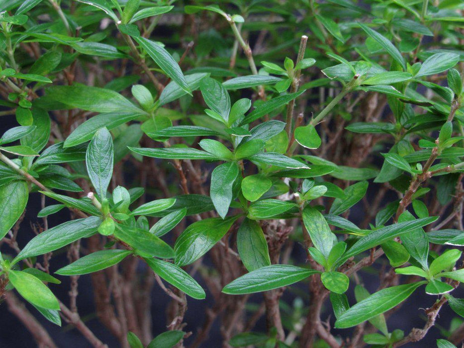 Thousand Star Serissa Exposed Root Bonsai Tree Leaves