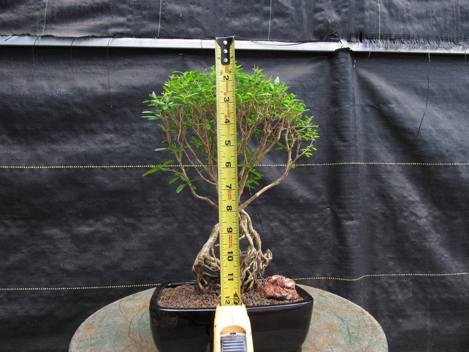 Thousand Star Serissa Exposed Root Bonsai Tree Height