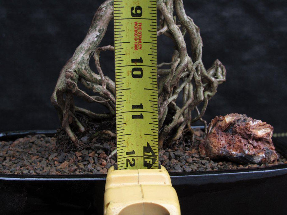 Thousand Star Serissa Exposed Root Bonsai Tree Size