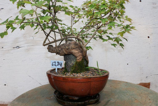 Trident Maple Root Over Rock Specimen Bonsai Tree