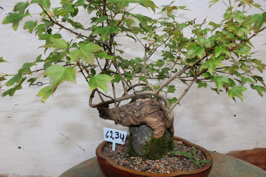 Trident Maple Root Over Rock Specimen Bonsai Tree Alt 1