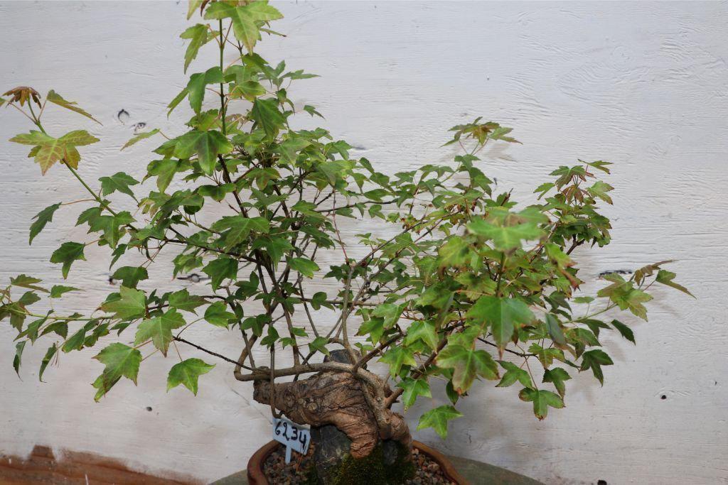 Trident Maple Root Over Rock Specimen Bonsai Tree Alt 2