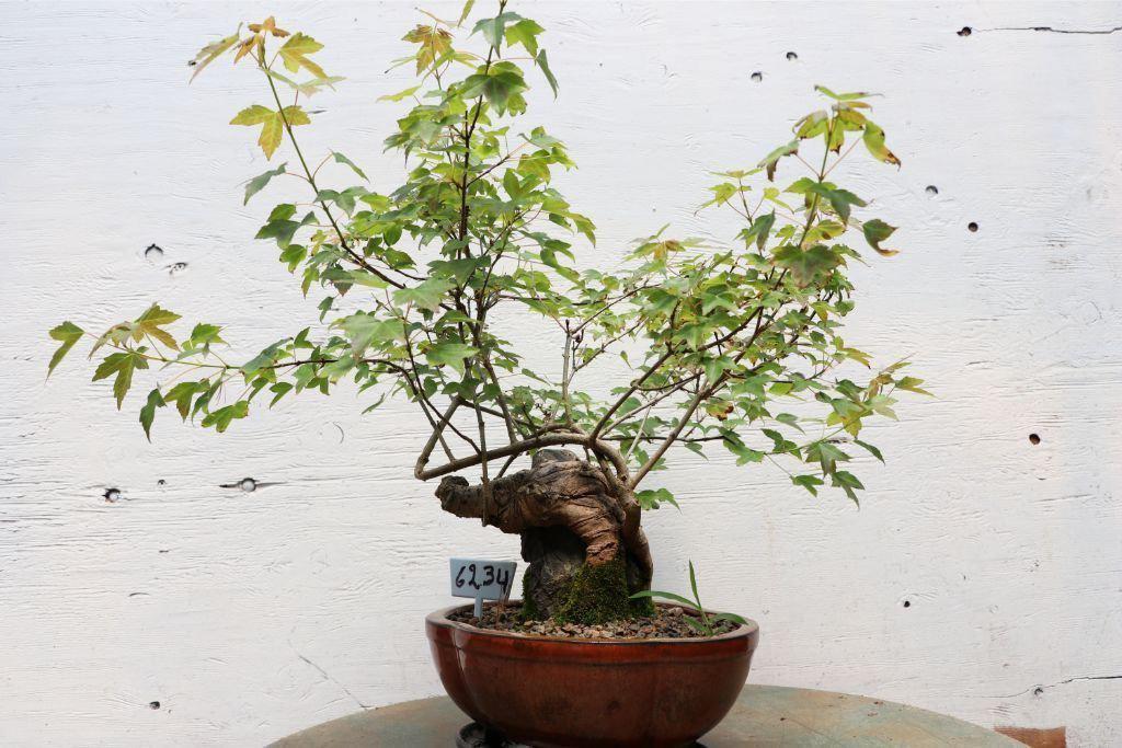 Trident Maple Root Over Rock Specimen Bonsai Tree Alt 3