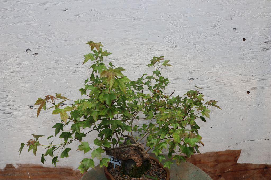 Trident Maple Root Over Rock Specimen Bonsai Tree Alt 4