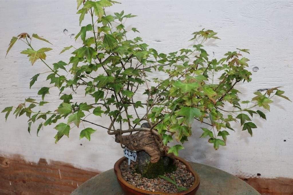 Trident Maple Root Over Rock Specimen Bonsai Tree Alt 5