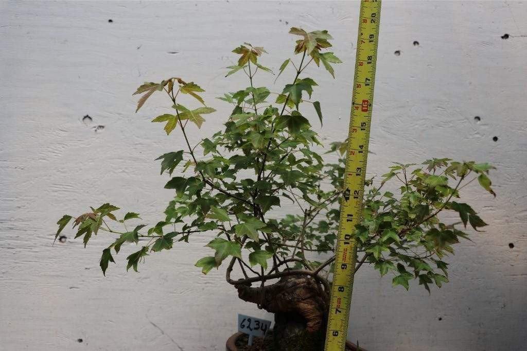 Trident Maple Root Over Rock Specimen Bonsai Tree Height