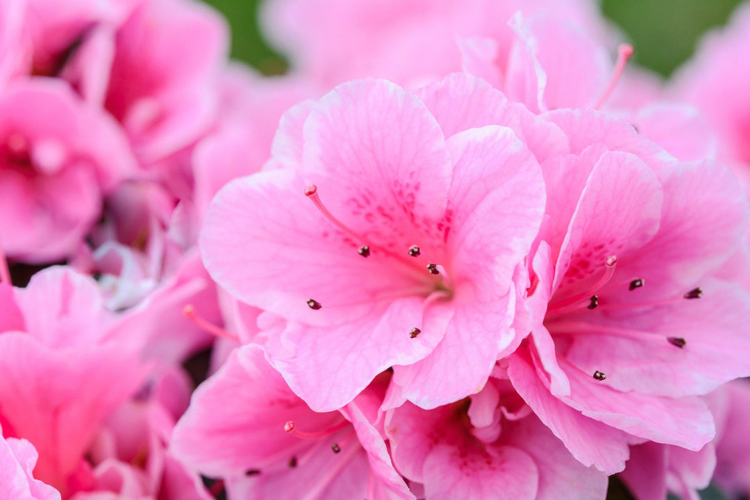 Pink Azalea Flower