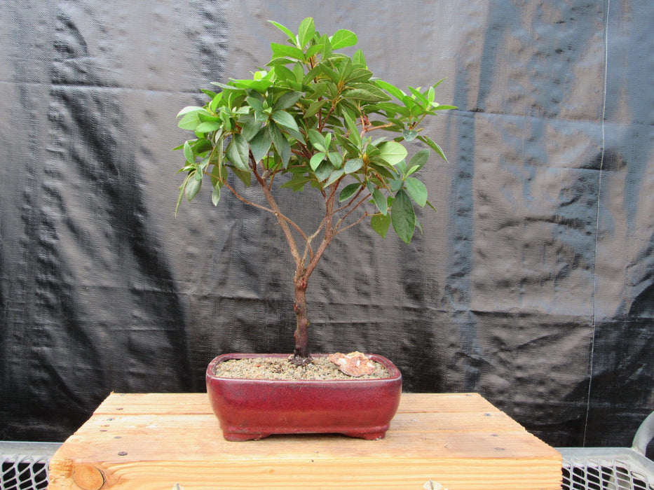 Pink Tropical Azalea Bonsai Tree Profile