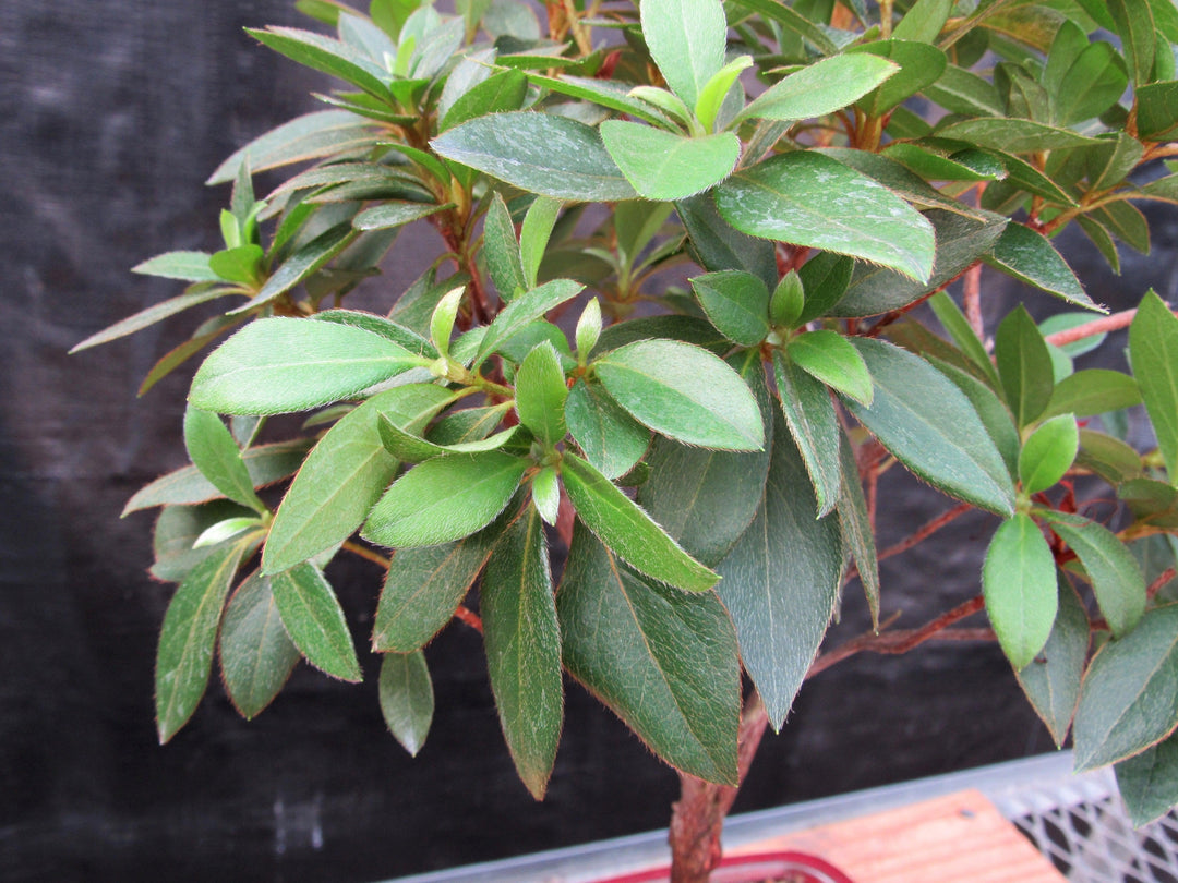 Pink Tropical Azalea Bonsai Tree Foliage