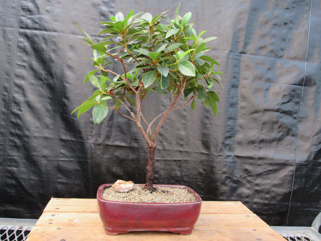 Pink Tropical Azalea Bonsai Tree Back