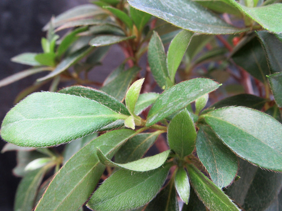 Pink Tropical Azalea Bonsai Tree New Growth