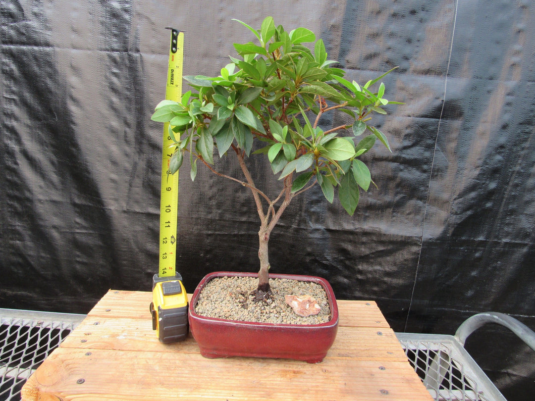 Pink Tropical Azalea Bonsai Tree Height