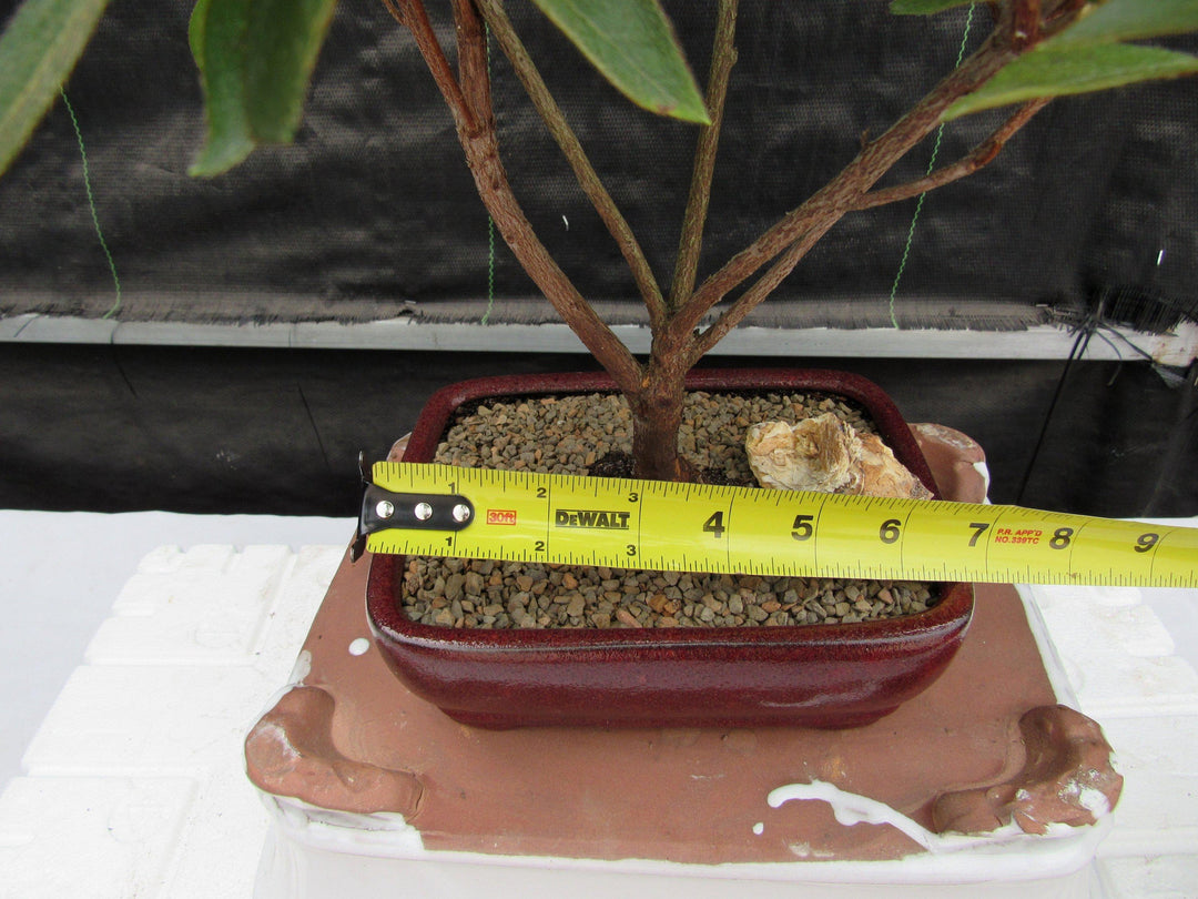 Purple Tropical Azalea Bonsai Tree Size