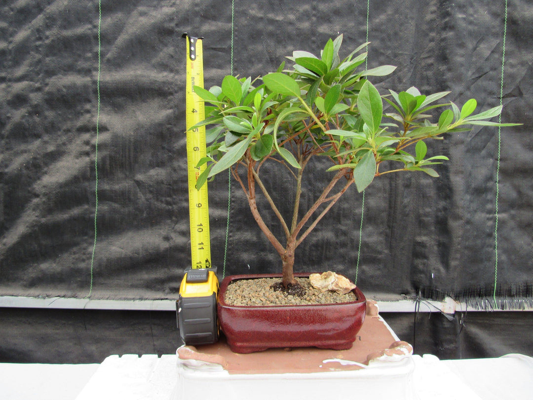 Purple Tropical Azalea Bonsai Tree Height
