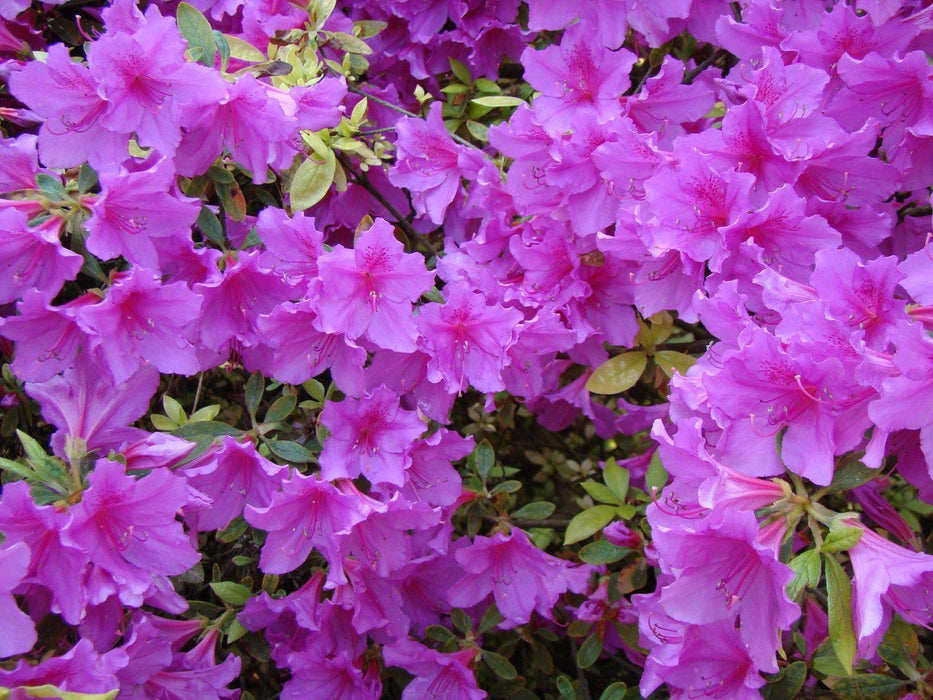 Purple Tropical Azalea Flowers