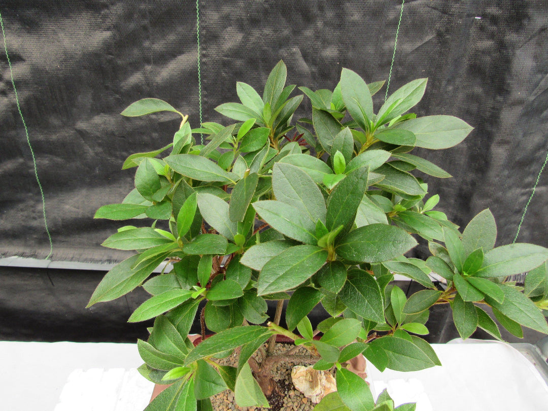 Purple Tropical Azalea Bonsai Tree Foliage
