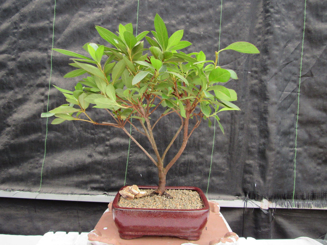 Purple Tropical Azalea Bonsai Tree Back