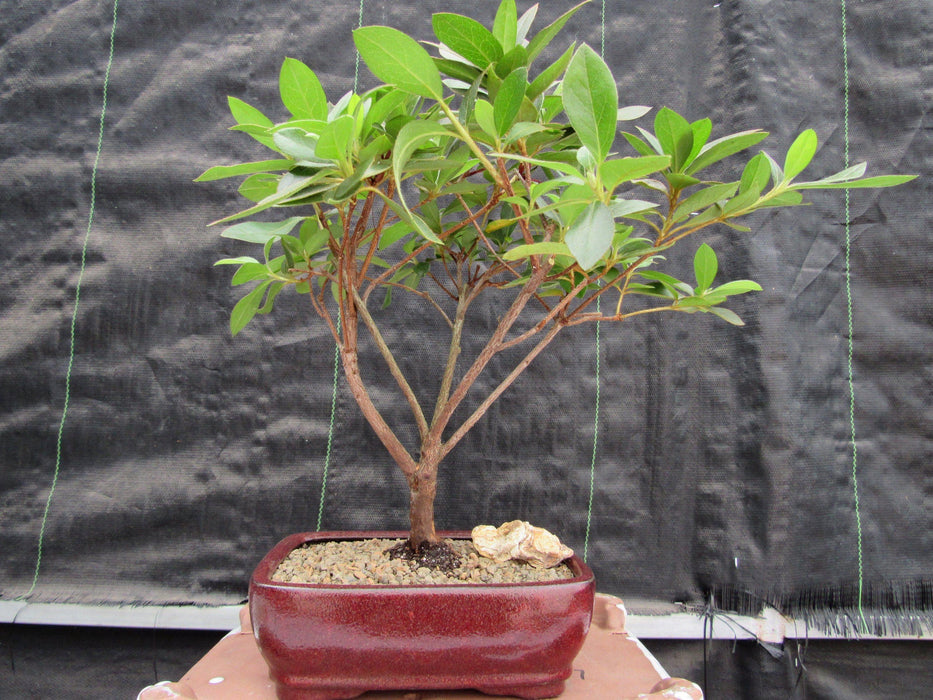 Purple Tropical Azalea Bonsai Tree Front