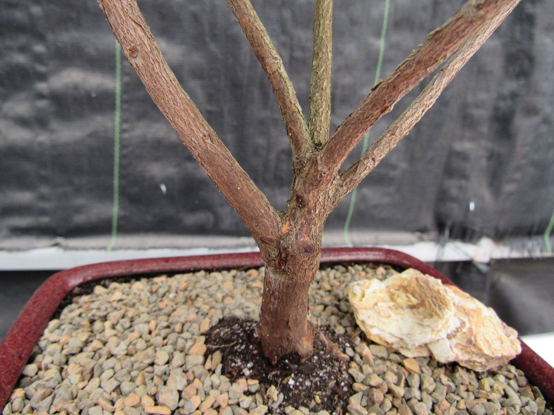 Purple Tropical Azalea Bonsai Tree Bark