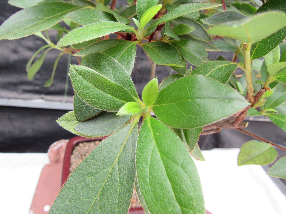 Purple Tropical Azalea Bonsai Tree New Growth