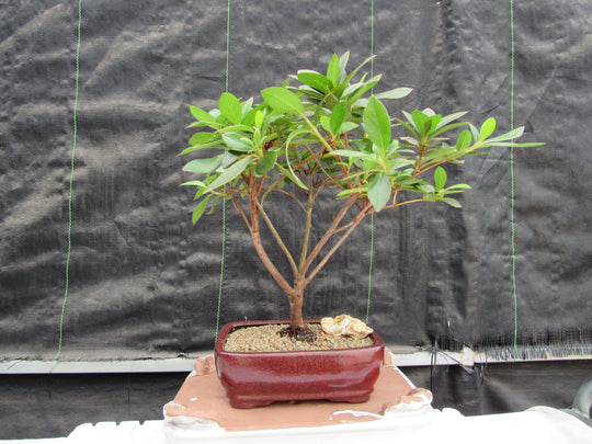bonsai purple tree Purple Tropical Azalea Bonsai Tree