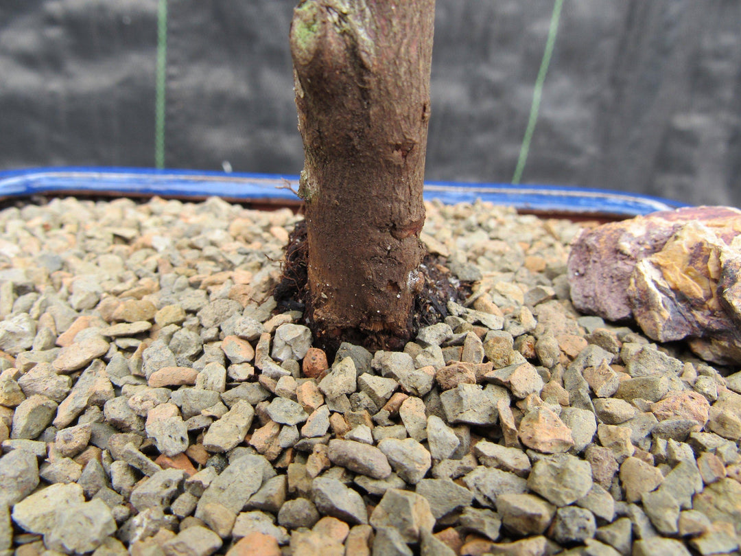 Red Vivid Tropical Azalea Bonsai Tree Trunk