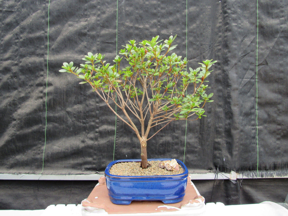 Red Vivid Tropical Azalea Bonsai Tree Front