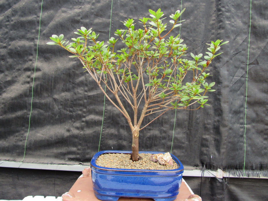 Red Vivid Tropical Azalea Bonsai Tree