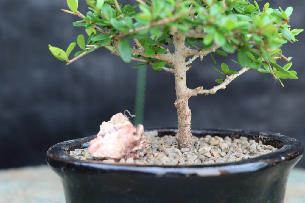 Tropical Boxwood Bonsai Tree Trunk