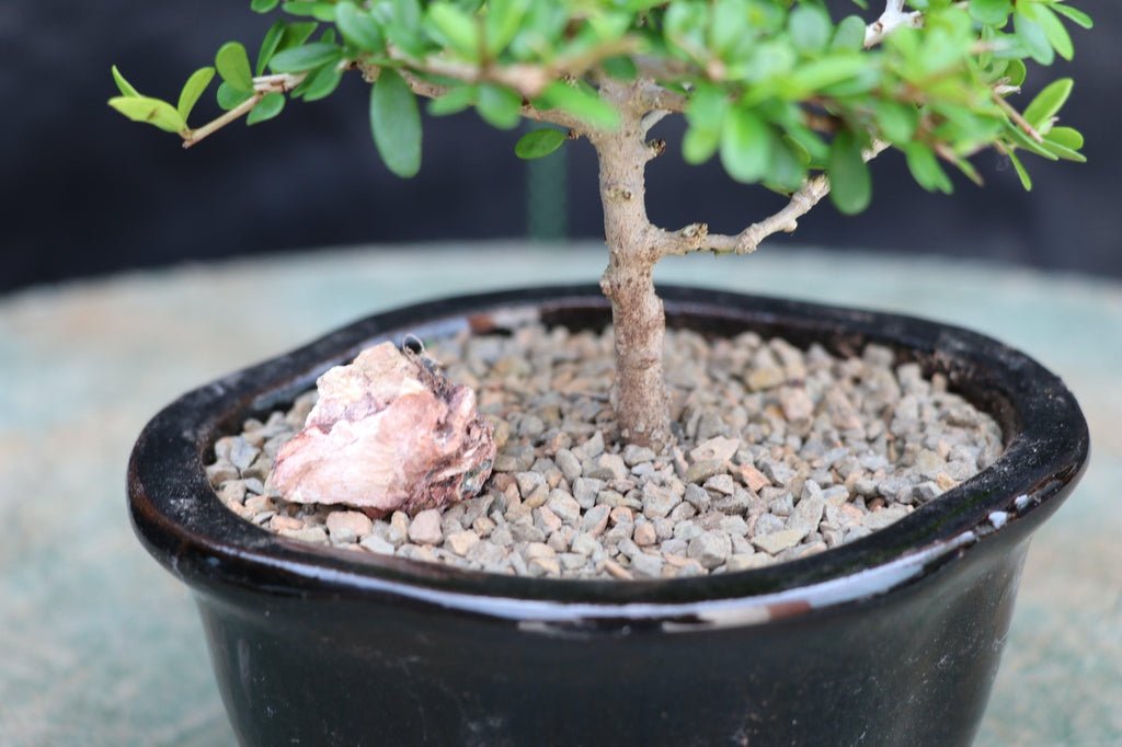 Tropical Boxwood Bonsai Tree Profile