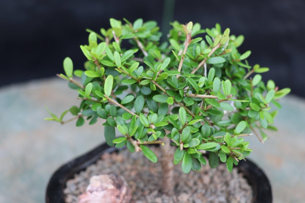 Tropical Boxwood Bonsai Tree Leaves