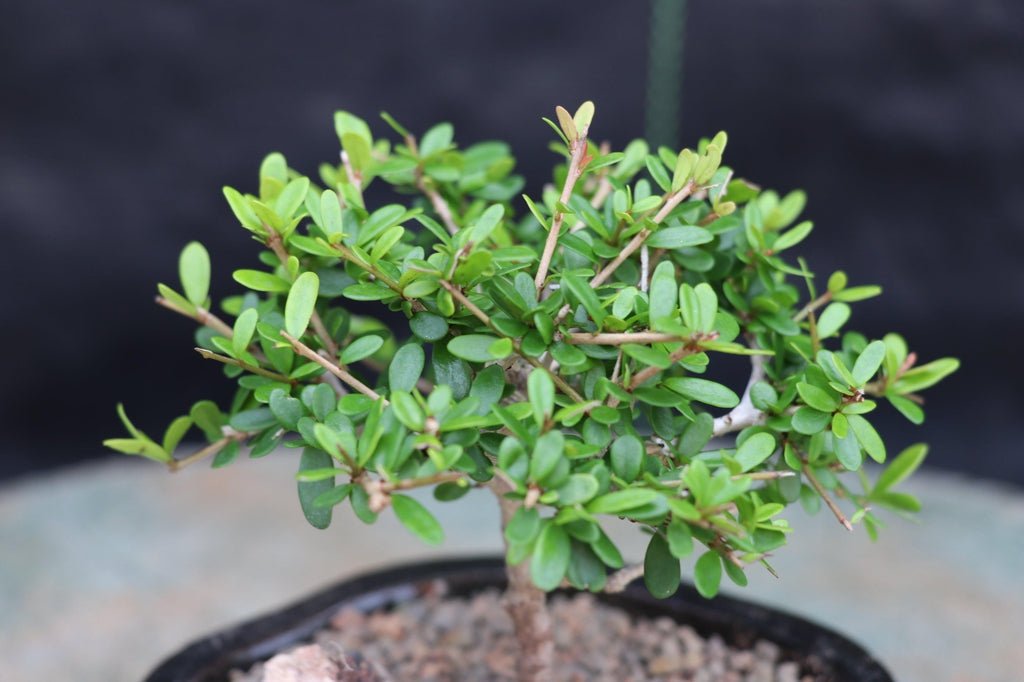 Tropical Boxwood Bonsai Tree Canopy