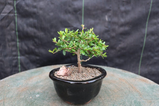 tropical bonsai trees Tropical Boxwood Bonsai Tree