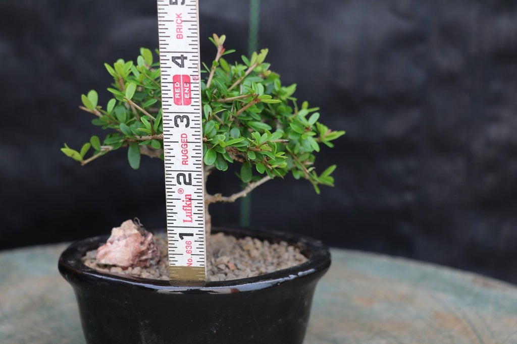Tropical Boxwood Bonsai Tree Size