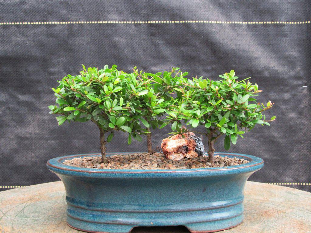 Tropical Boxwood Bonsai Tree Forest Profile
