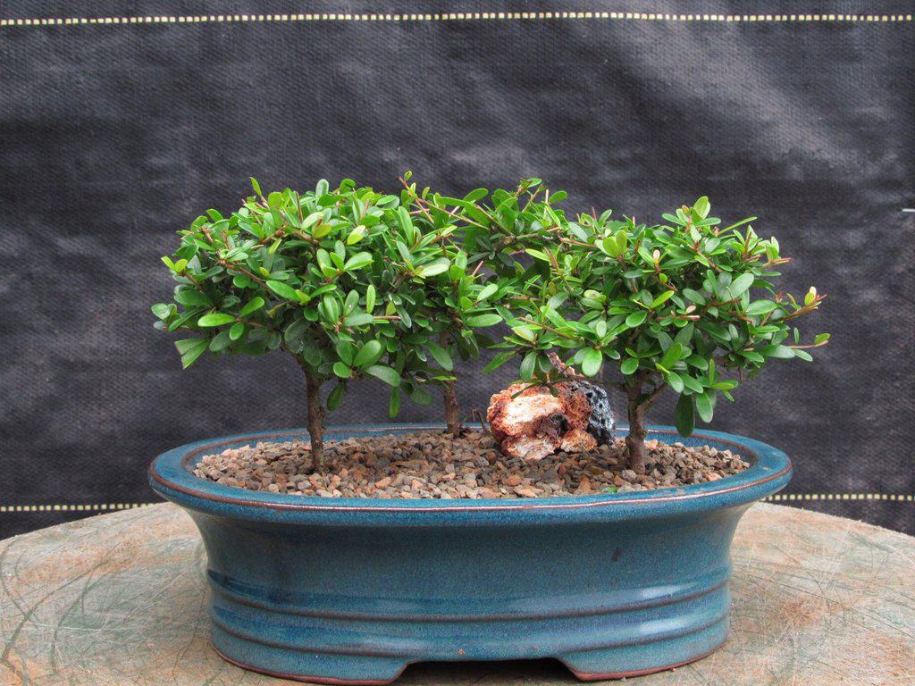 Tropical Boxwood Bonsai Tree Forest Alt