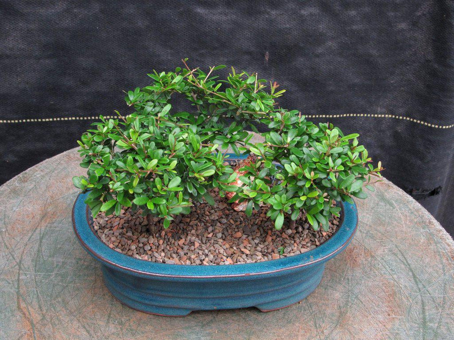 Tropical Boxwood Bonsai Tree Forest  Canopy