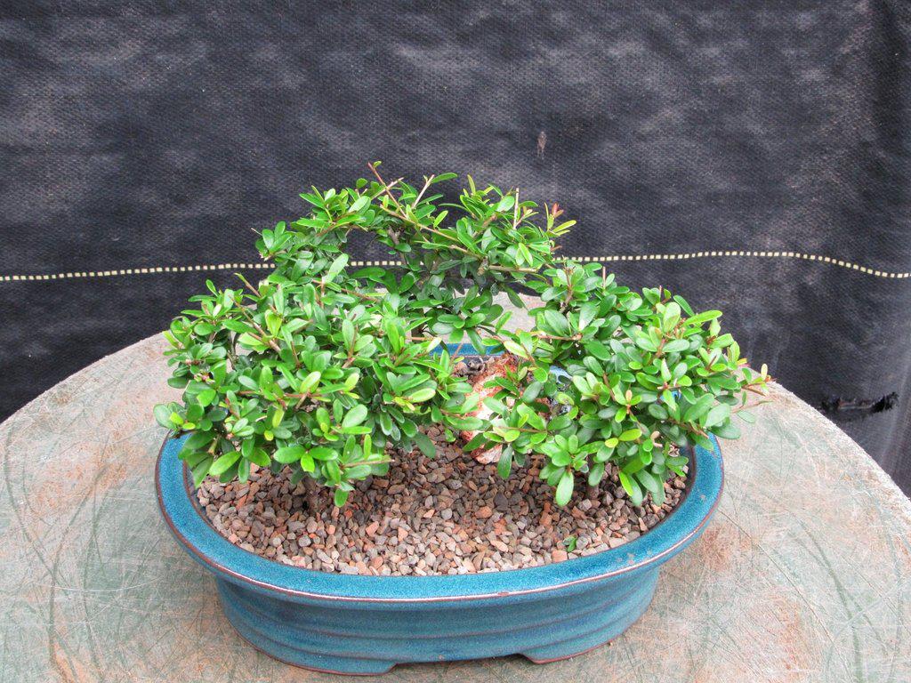 Tropical Boxwood Bonsai Tree Forest Foliage