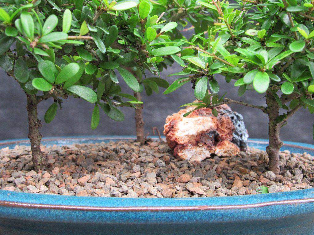 Tropical Boxwood Bonsai Tree Forest Trunks