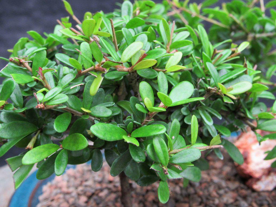 Tropical Boxwood Bonsai Tree Forest Leaves