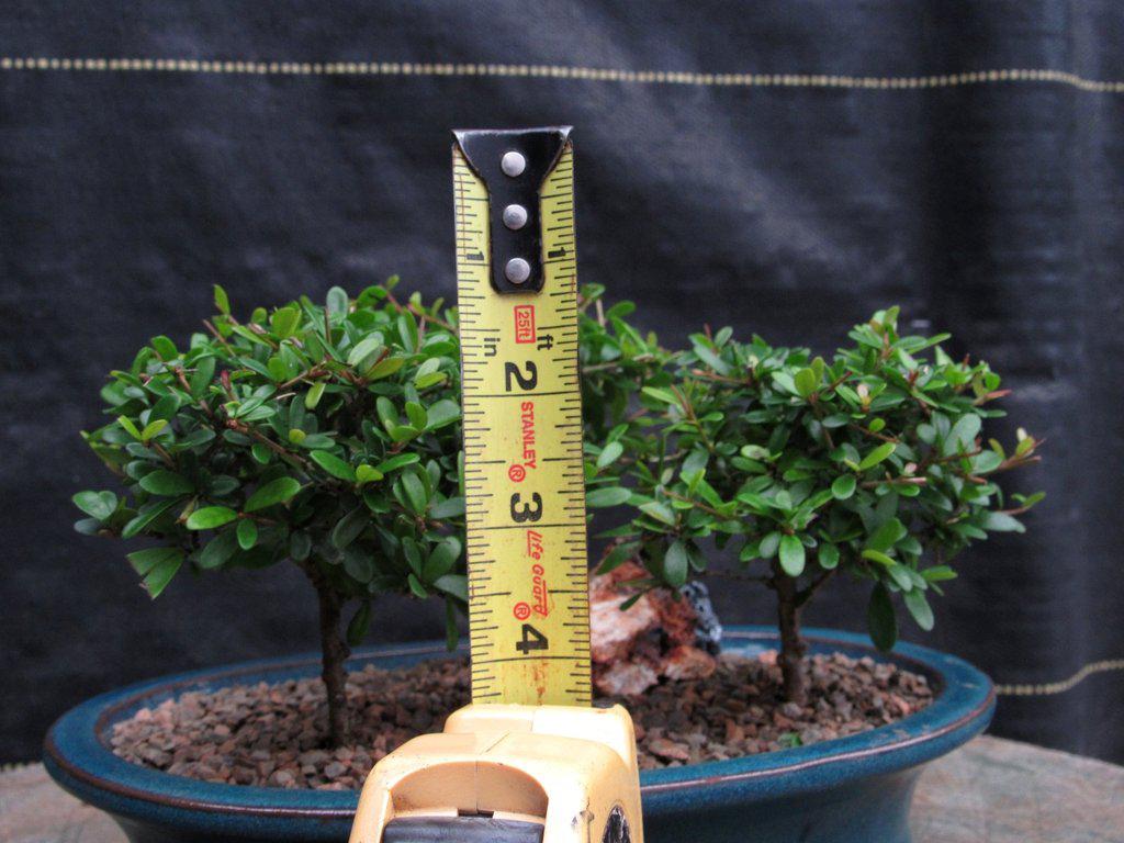 Tropical Boxwood Bonsai Tree Forest Height