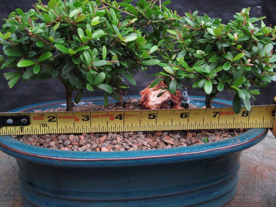 Tropical Boxwood Bonsai Tree Forest Size